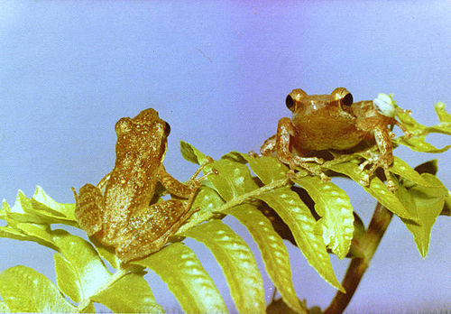 Natal diving frog